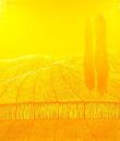 Champ de blé avec cyprès - huile sur toile - 180 x 220 cm - 2008