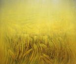 Champ de blé - huile sur toile - 180 x 150 cm - 1997